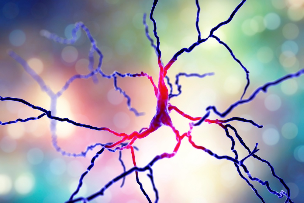 Computer rendering of a dopaminergic neuron