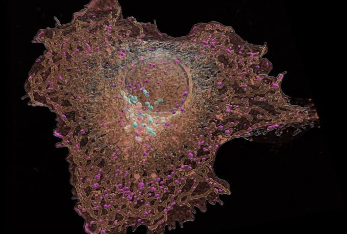 Astrocytes and Microglia eating up Amyloid plaques to fight amyloid induced pathogenesis