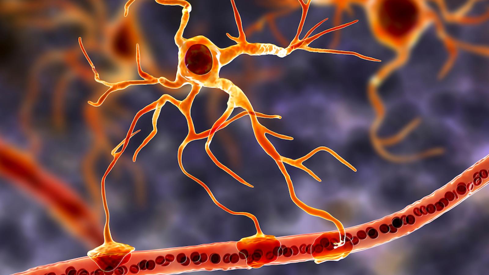 Astrocytes on the blood vessel