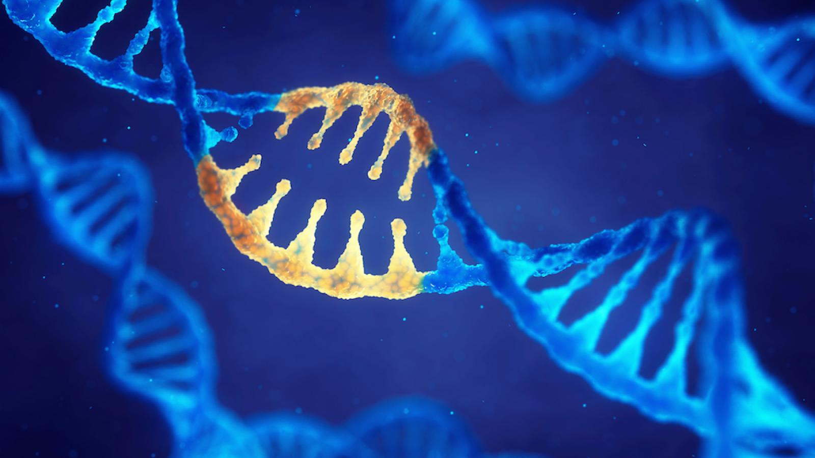 DNA strands