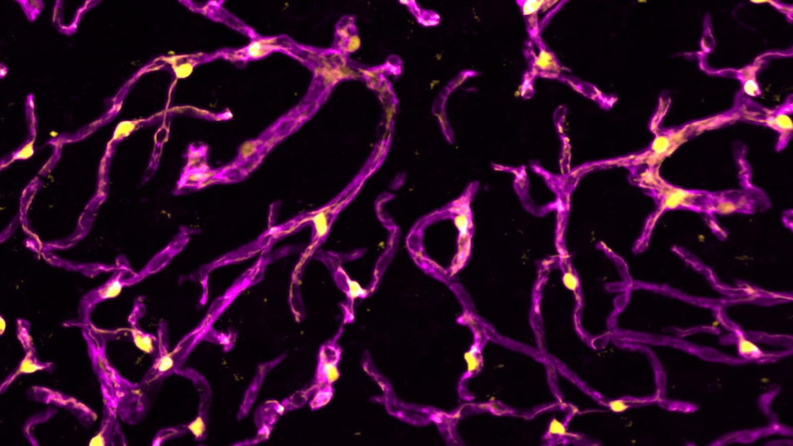 Perivascular macrophage cells