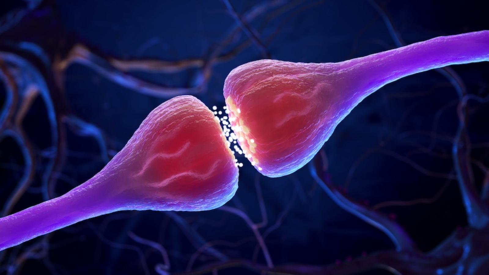 Synapse illustration