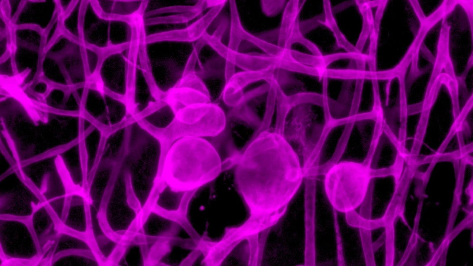 Small blood vessels in mice