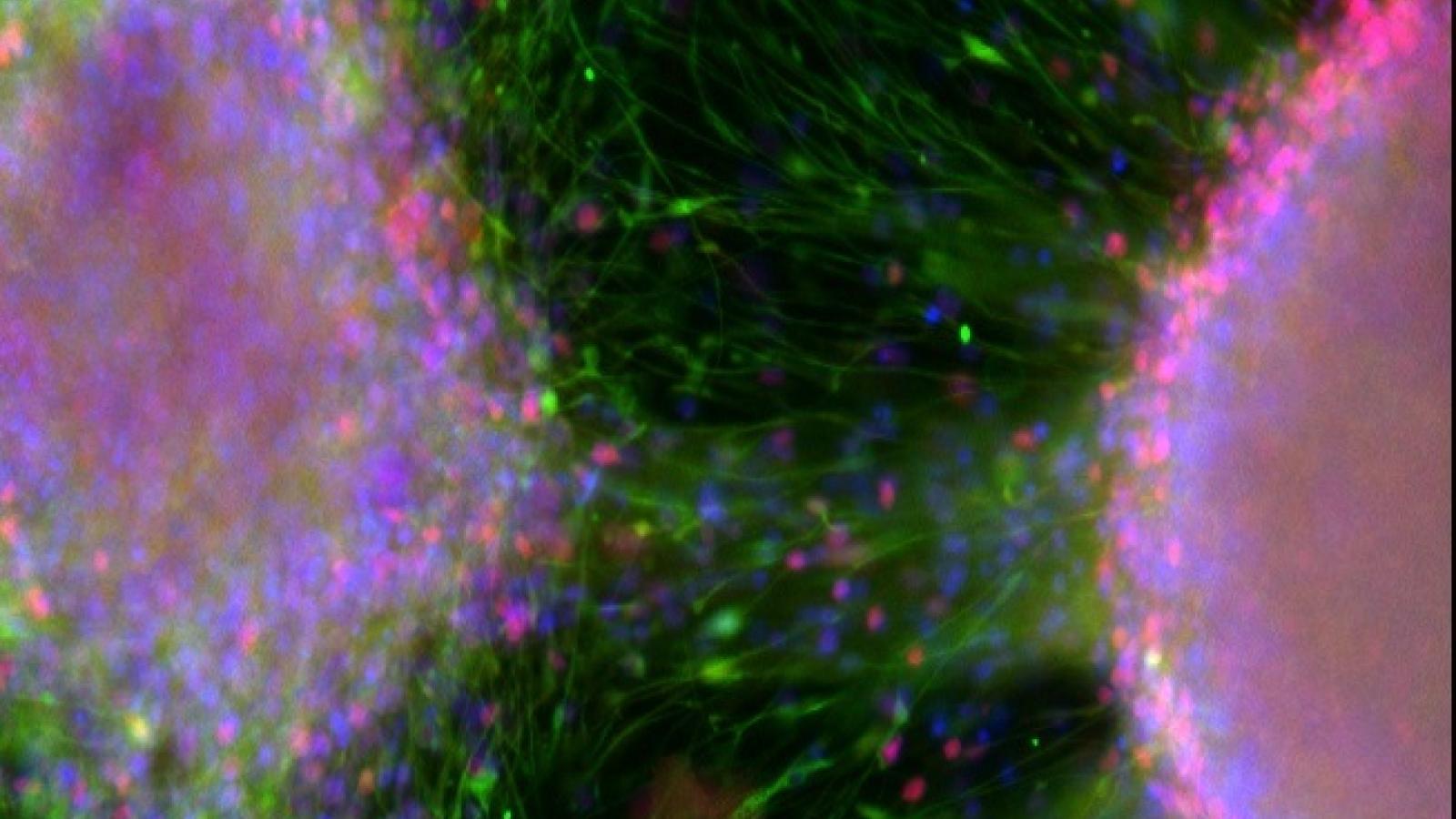 Two stems cells attached