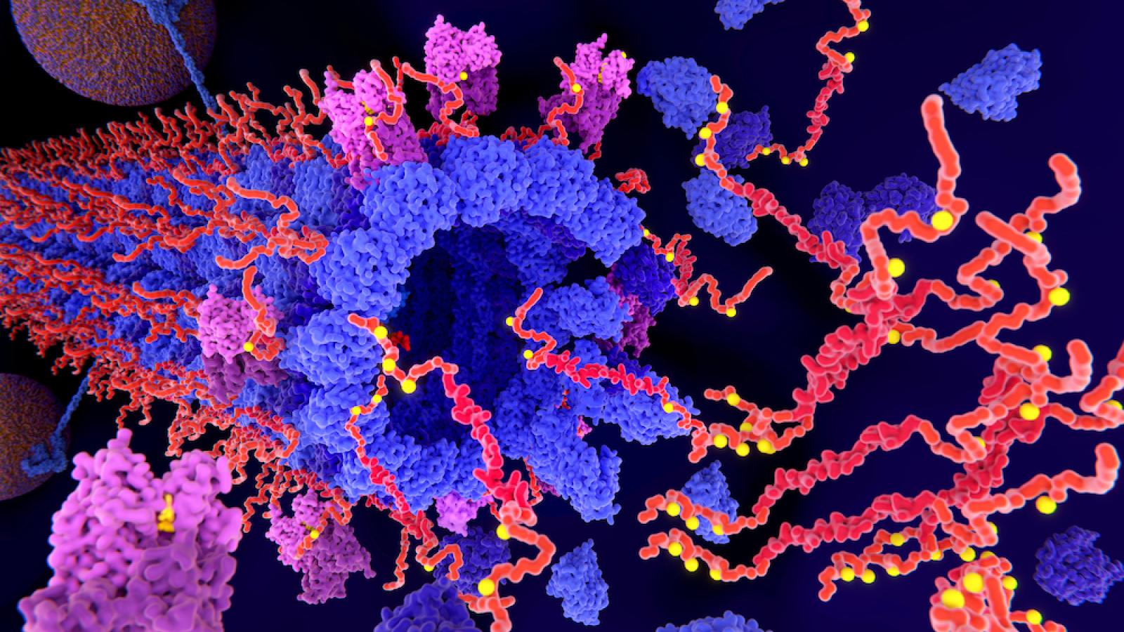 Tau protein