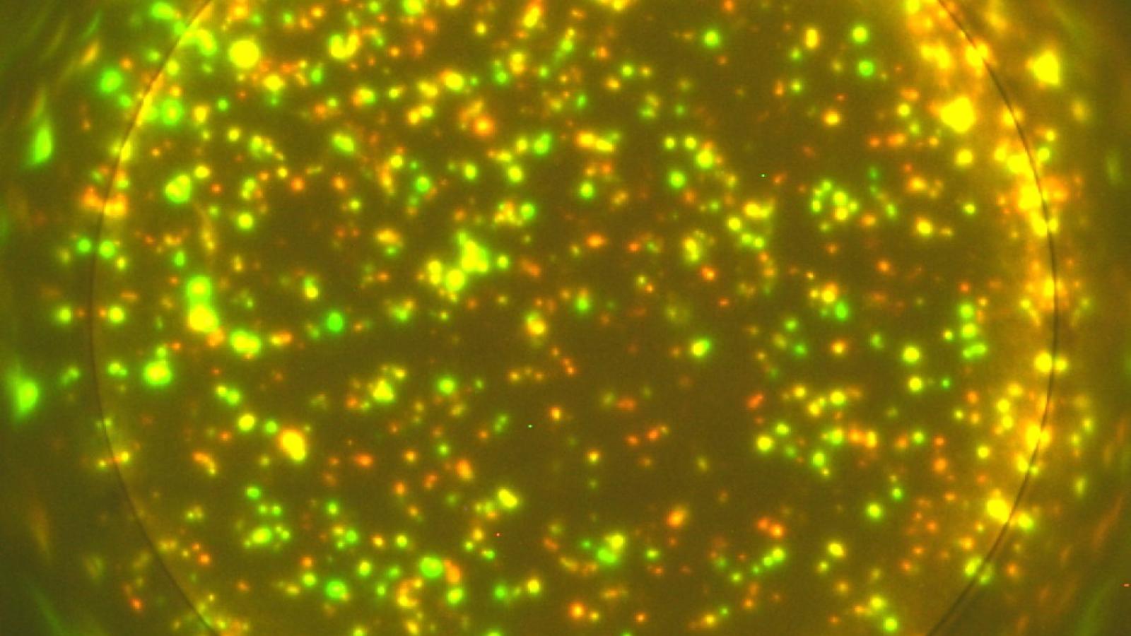 Cytokines released by T cells after encountering cancer cells