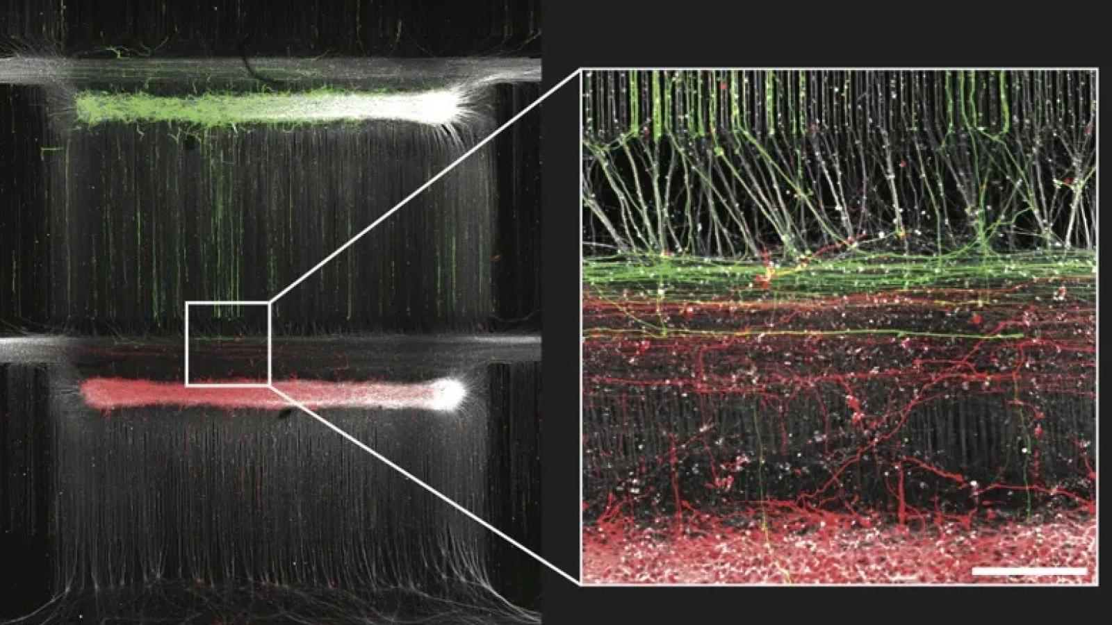 Forming connections between cultured neurons. Green neurons are forming connections to red neurons.