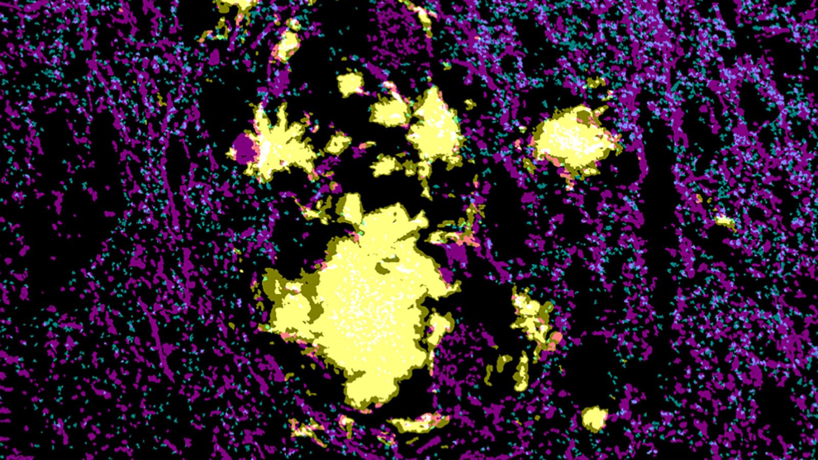 spires-jones lab 