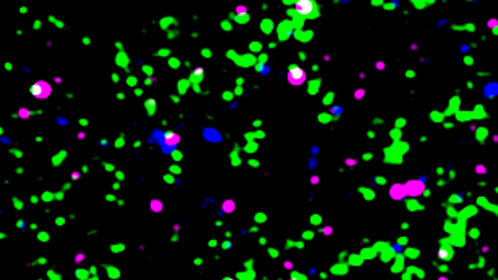 C1q and synapse image