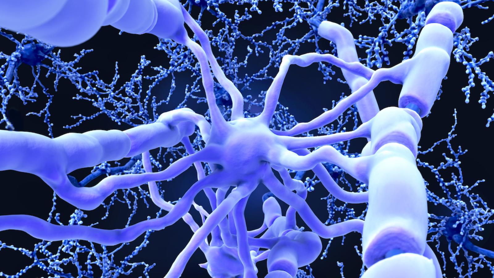 Oligodendrocyte depiction