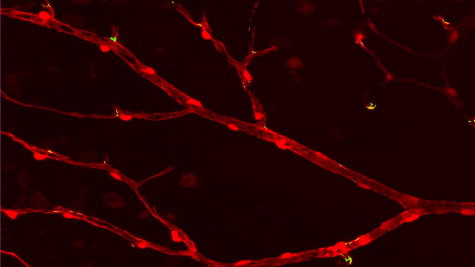 atwell lab