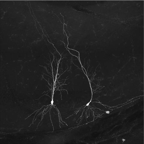 Image of neurons