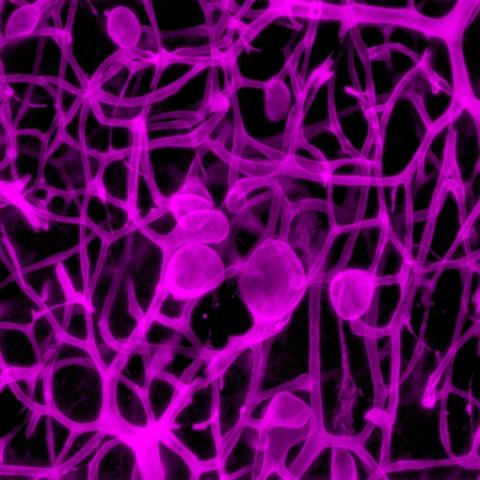 Small blood vessels in mice