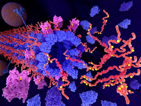 Tau protein