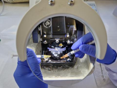 Human brain tissue sectioned into thin slices using a vibratome