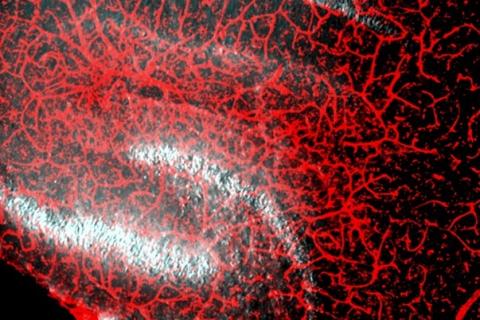 Hippocampal blood vessels