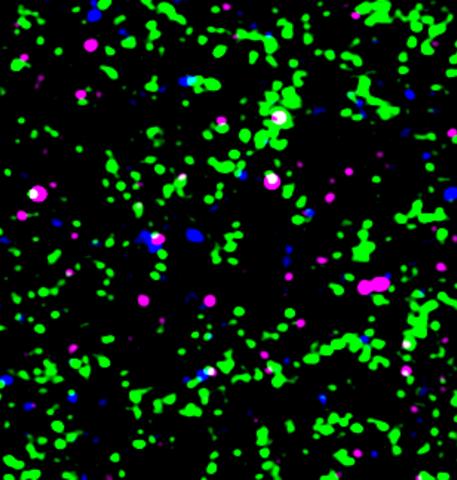 C1q and synapse image