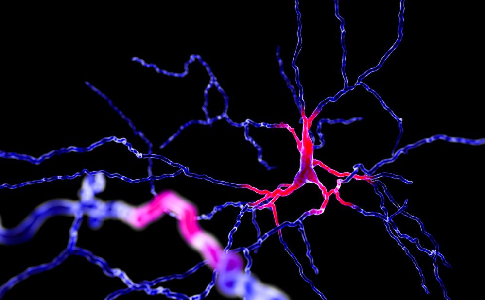 A dopaminergic neuron