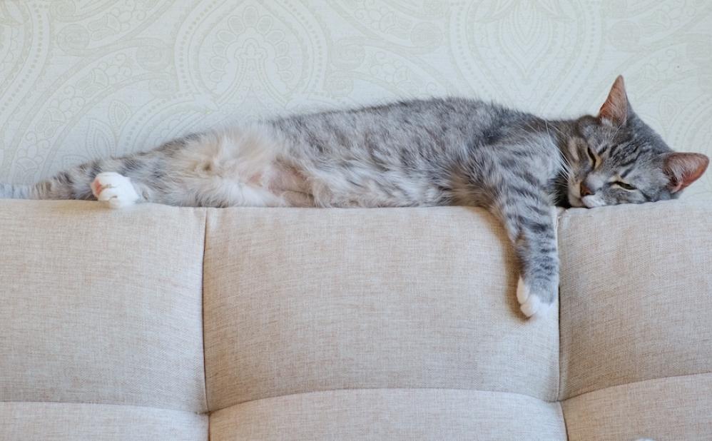 Sleeping cat