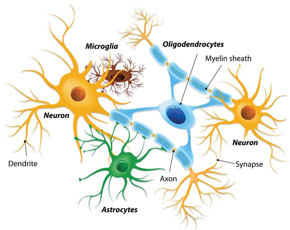 Cell types found within the brain and central nervous system